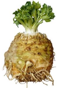 celeriac-root-with-tops-intact
